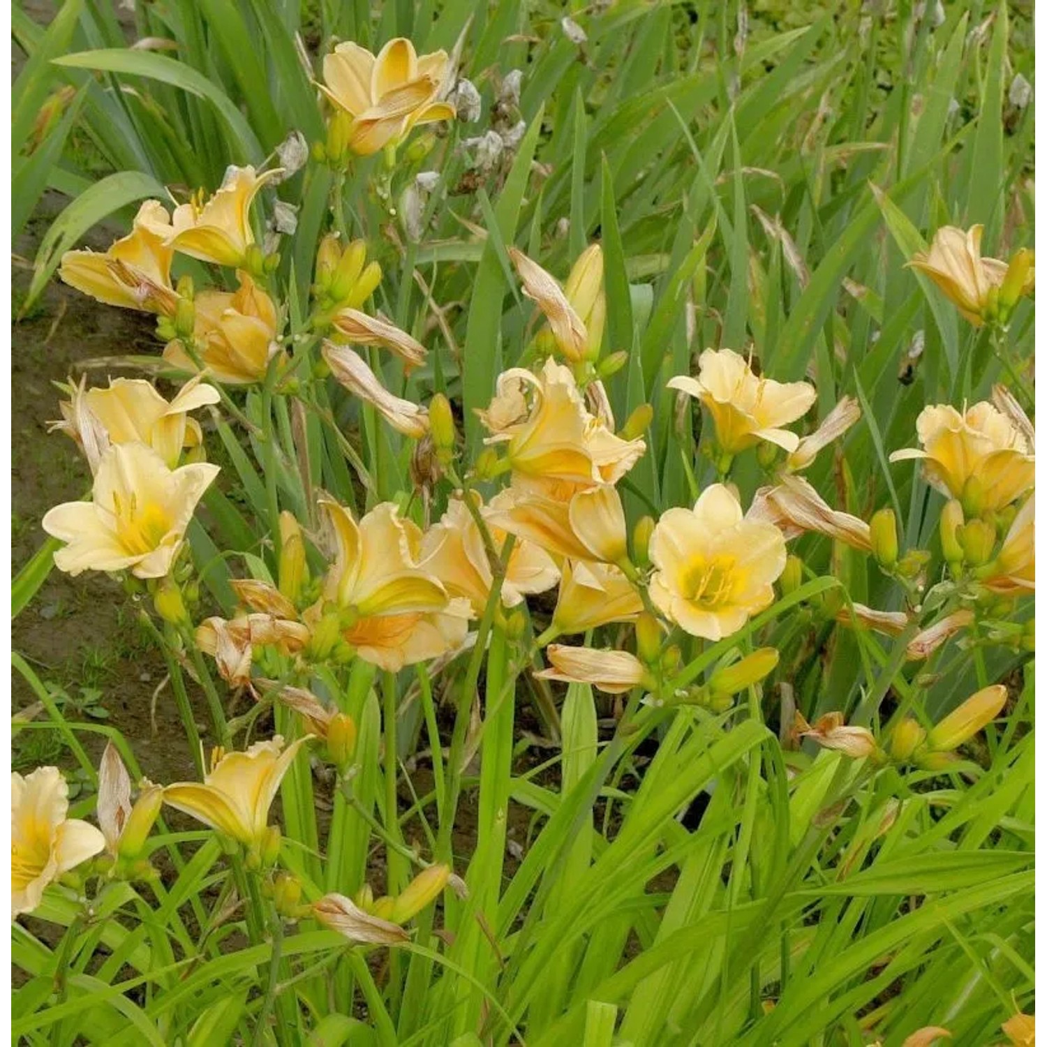 Taglilie Shooting Star - Hemerocallis