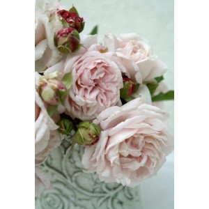 Zarte, gefüllte Duftrosen Parfuma® in Rosa und Weiß im Topf.