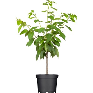 Süßkirsche 'Große Schwarze Knorpelkirsche' im Topf, ca. 120-140 cm hoch.