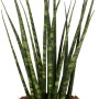 Bogenhanf Sanseveria Cylindrica im Topf, eine pflegeleichte Sukkulente von GROW by OBI.