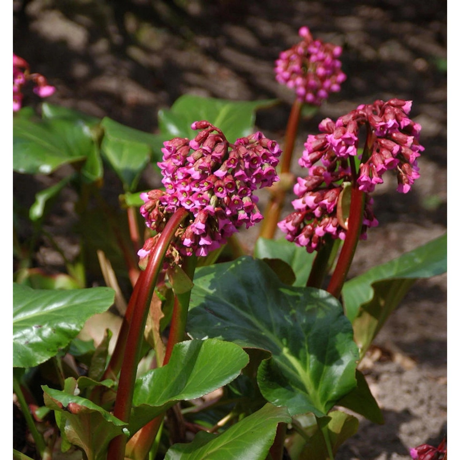 Bergenie Admiral - Bergenia cordifolia günstig online kaufen