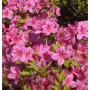 Japanische Azalee Rosalind 60-70cm - Rhododendron obtusum - Zwerg Alpenrose