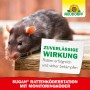 Nahaufnahme einer Ratte vor Neudorff Sugan Rattenköderstation mit Monitoringköder.