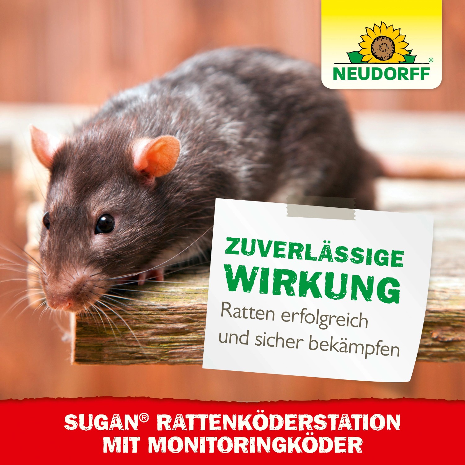Nahaufnahme einer Ratte vor Neudorff Sugan Rattenköderstation mit Monitoringköder.