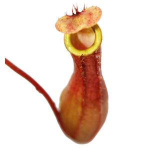 Kannenpflanze (Nepenthes) im 9 cm Topf, eine exotische, fleischfressende Pflanze.