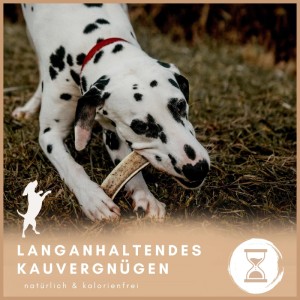 Dalmatiner kaut auf Supravit Hirschgeweih Größe L. Natürlicher Kauknochen für Hunde.