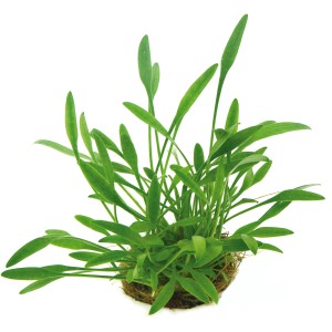 Dennerle Cryptocoryne Parva, kleine grüne Aquariumpflanze für den Vordergrund im Aquarium.