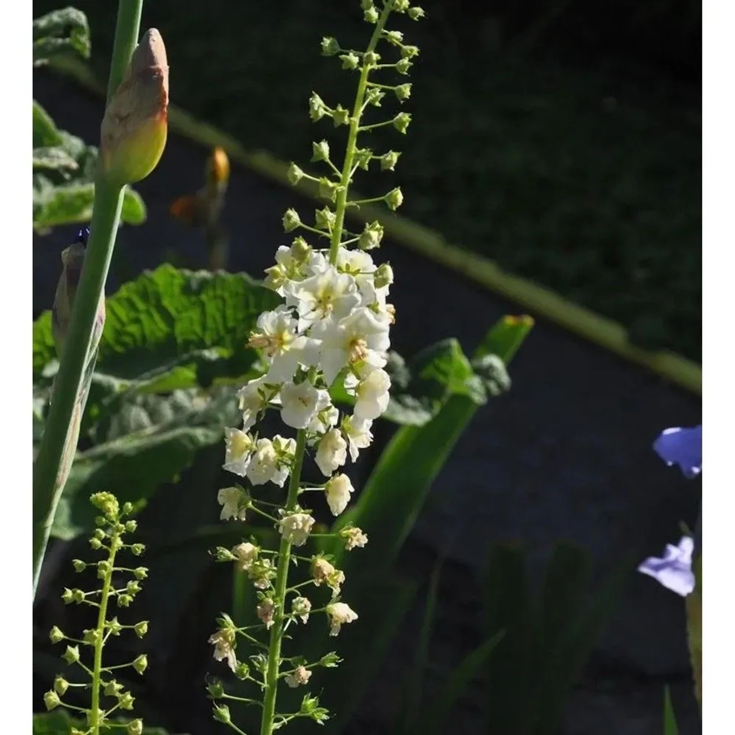 Phönizische Königskerze Flush of White - Verbascum phoeniceum