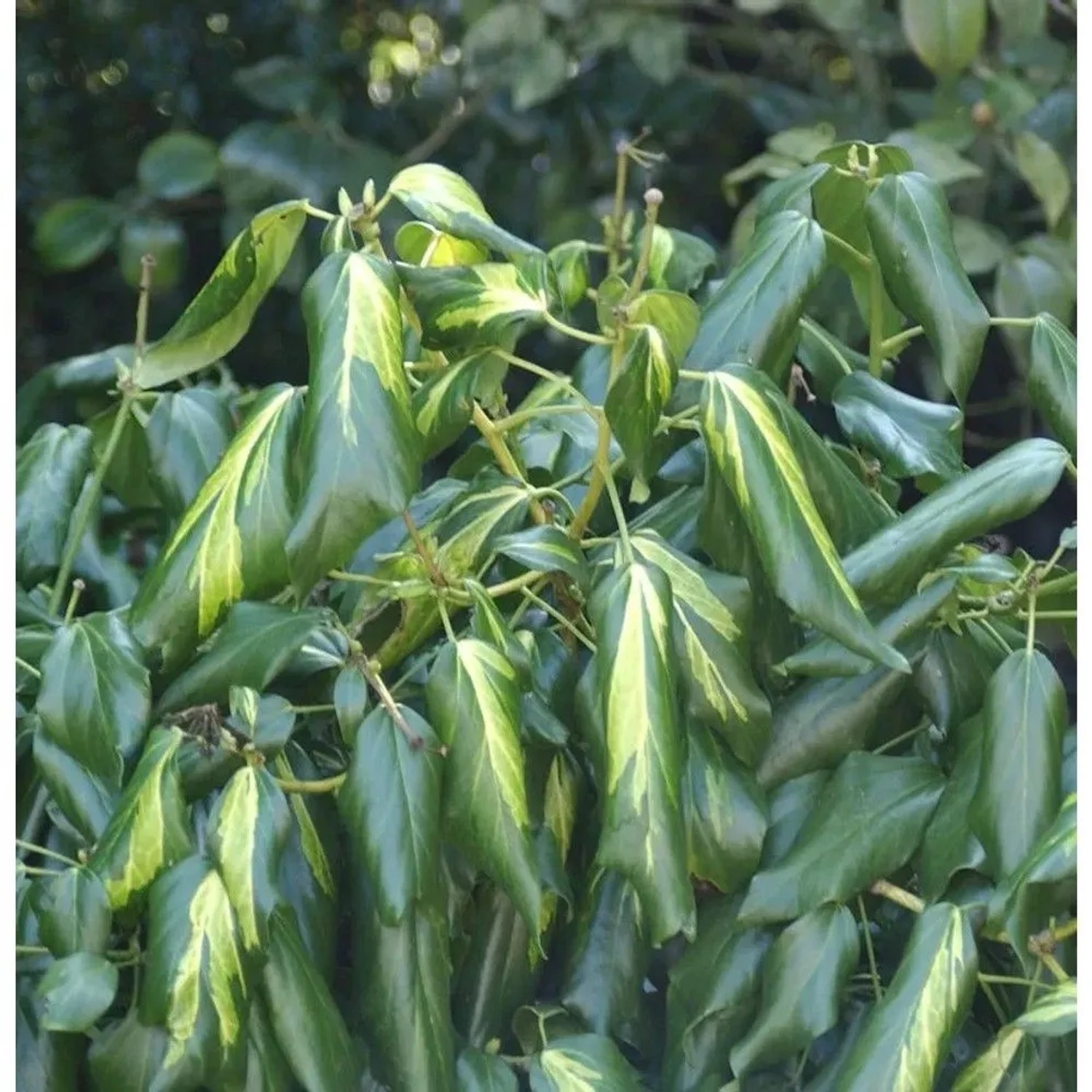 Kaukasischer Efeu Sulphur Heart 60-80cm - Hedera colchica