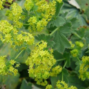 6 x Frauenmantel Alchemilla mollis Topf 9cm Zierblatt