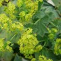 6 x Frauenmantel Alchemilla mollis Topf 9cm Zierblatt