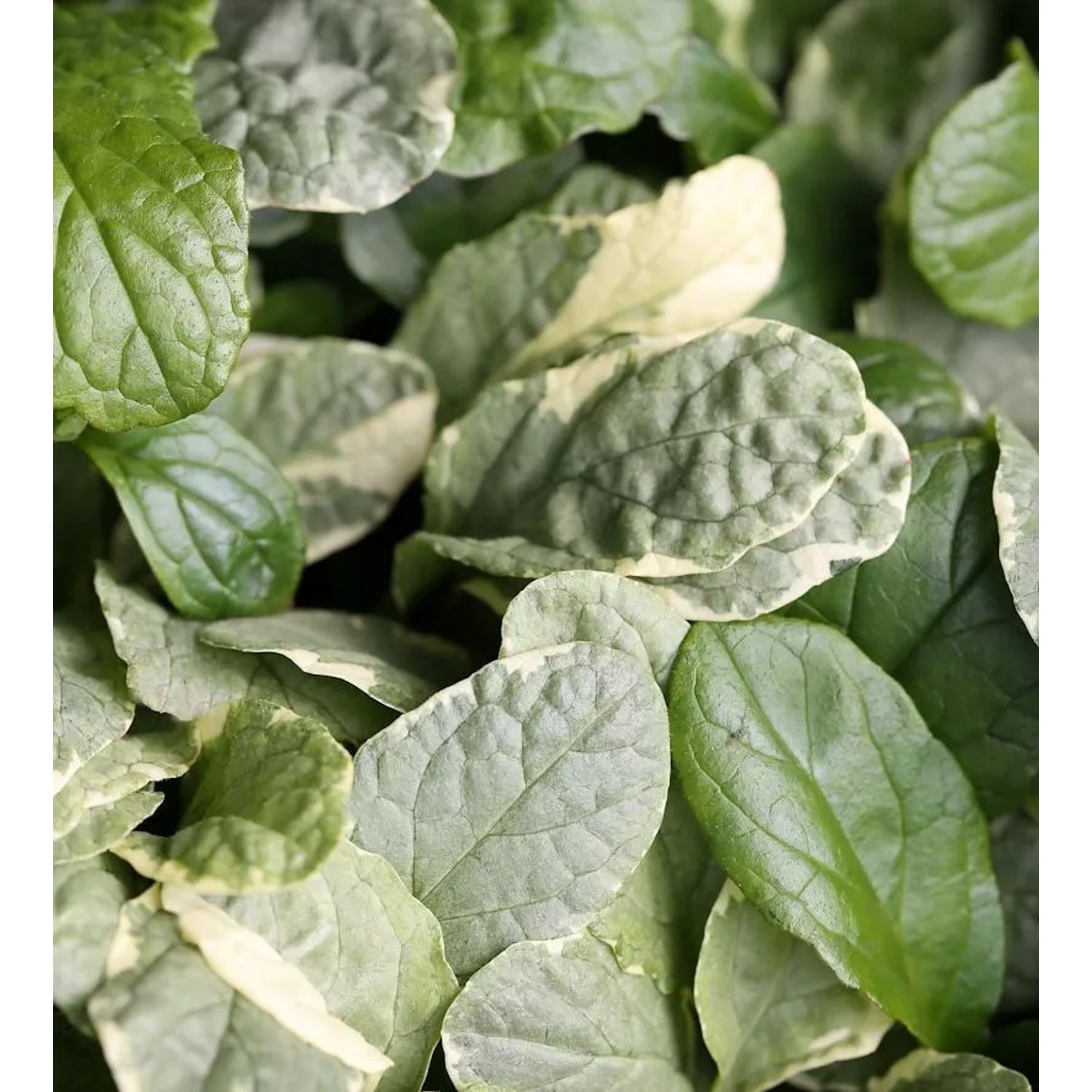 Günsel Variegata - Ajuga reptans