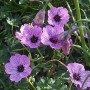 Nahaufnahme von 6 Aschgrauen Storchschnabel 'Ballerina' mit violettrosa Blüten und graugrünem Laub.