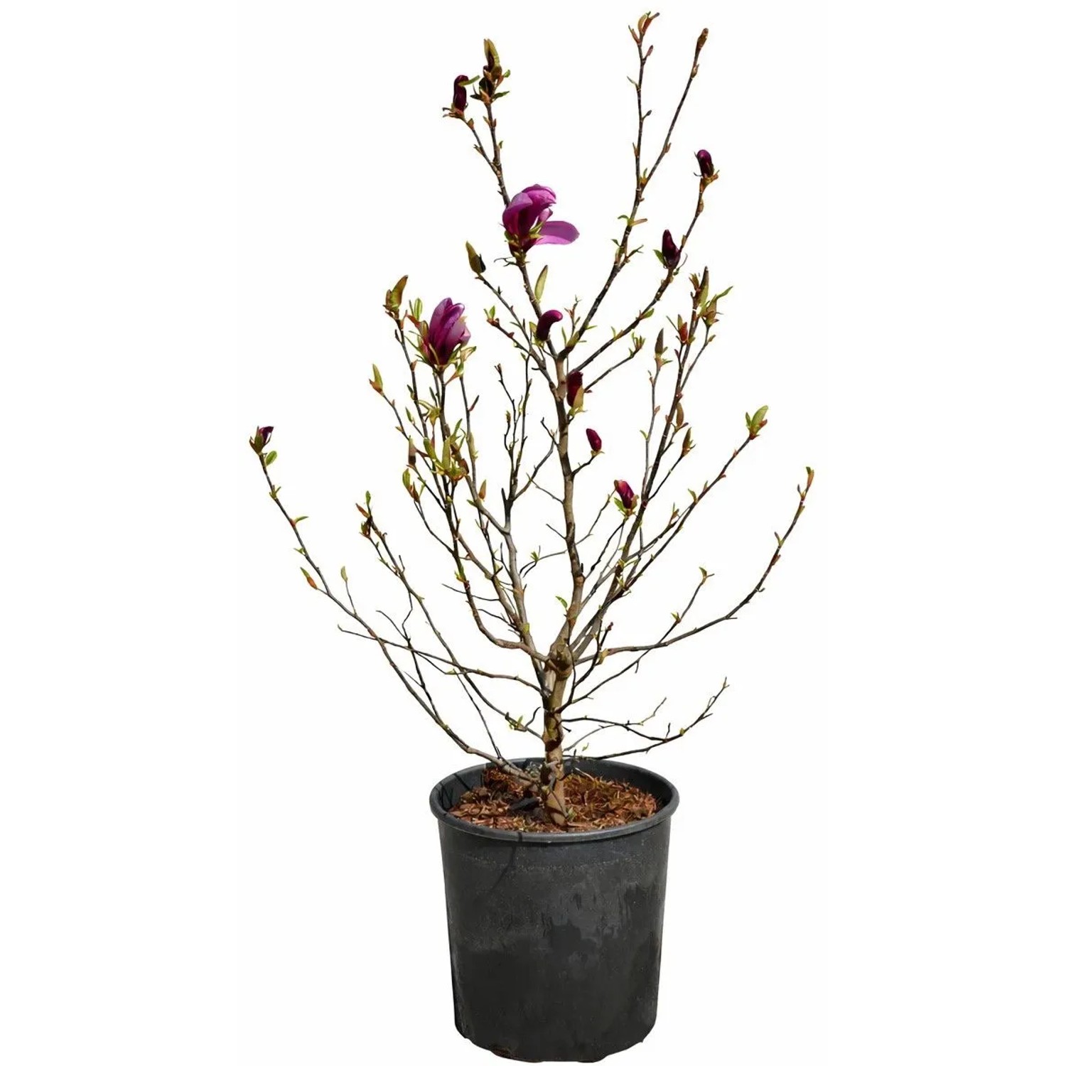 Purpurmagnolie "Susan" Höhe ca. 100 cm Topf ca. 18 l Magnolia liliiflora