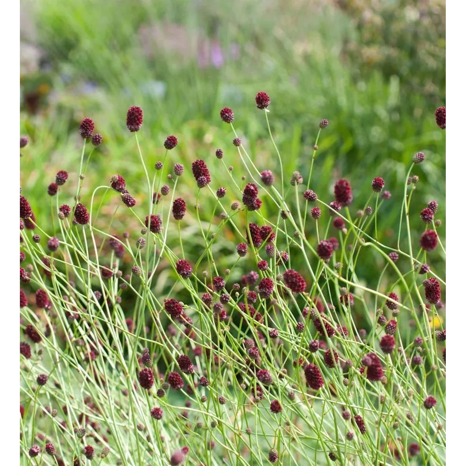 Wiesenknopf Red Sunset - Sanguisorba officinalis