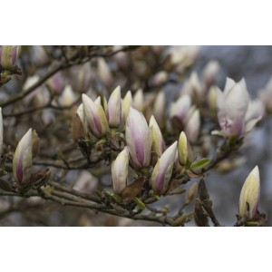 Nahaufnahme der weißen Blütenknospen der Magnolia Soulangiana Alba Superba.