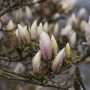 Nahaufnahme der weißen Blütenknospen der Magnolia Soulangiana Alba Superba.