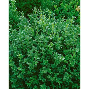 Immergrüner Buxus 'Hollandia' (30-40 cm) als Heckenpflanze mit dichtem, grünem Laub.