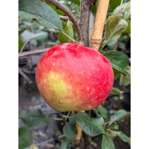 Nahaufnahme eines reifen Elstar Apfels mit gelb-roter Schale am Apfelbaum.