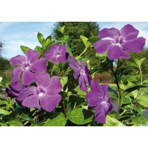 Immergrün Atropurpurea mit rotvioletten Blüten im Topf, winterhart und pflegeleicht.