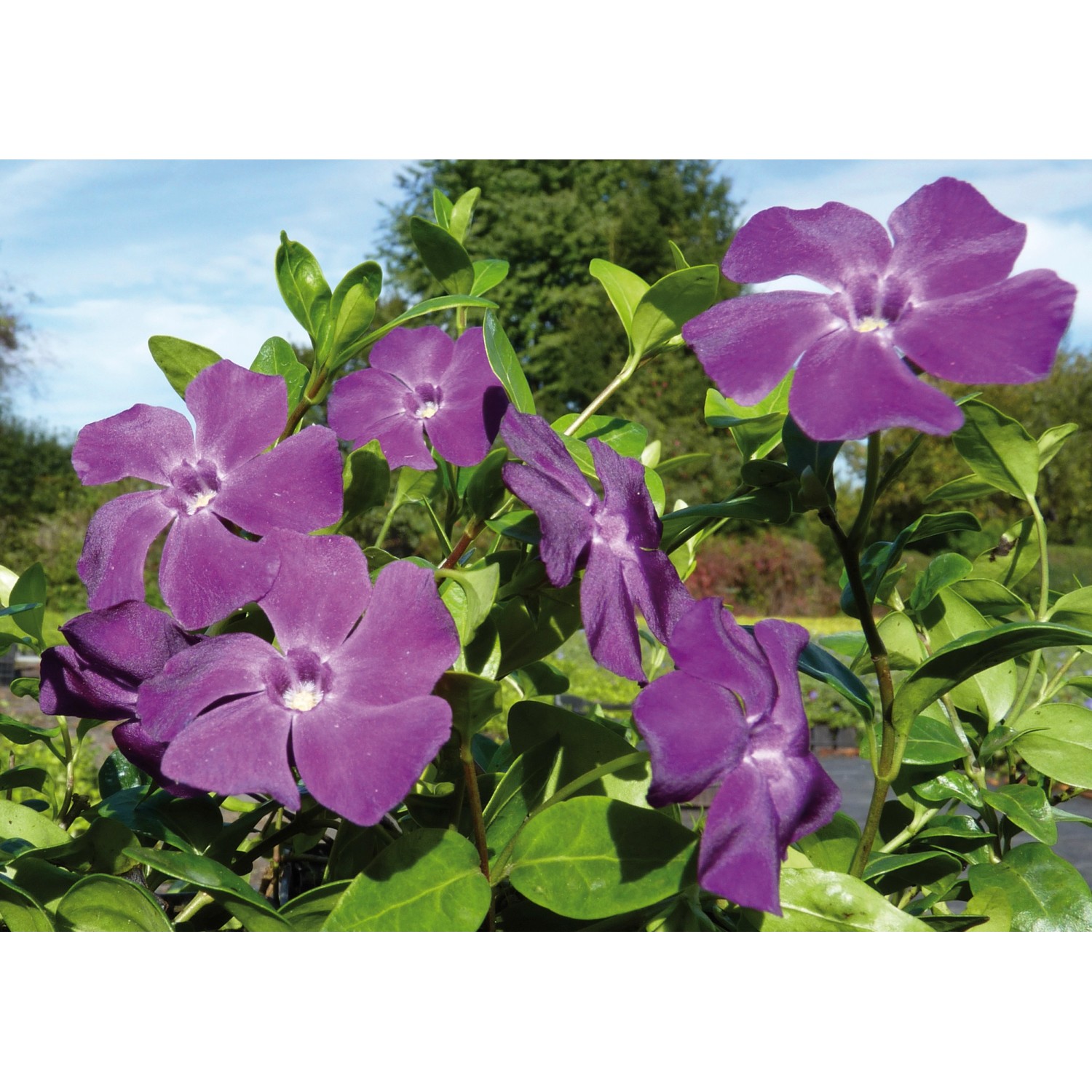 Immergrün Atropurpurea Rotviolett Topf-Ø ca. 9 cm Vinca minor günstig online kaufen