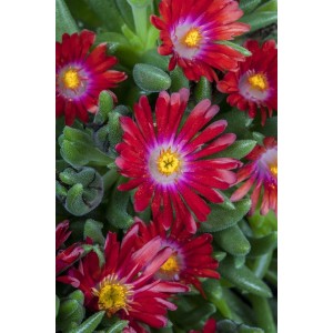 Detailaufnahme der roten Mittagsblume (Delosperma congestum) im 9x9 cm Topf. Bodendecker für sonnige Standorte.