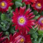 Detailaufnahme der roten Mittagsblume (Delosperma congestum) im 9x9 cm Topf. Bodendecker für sonnige Standorte.
