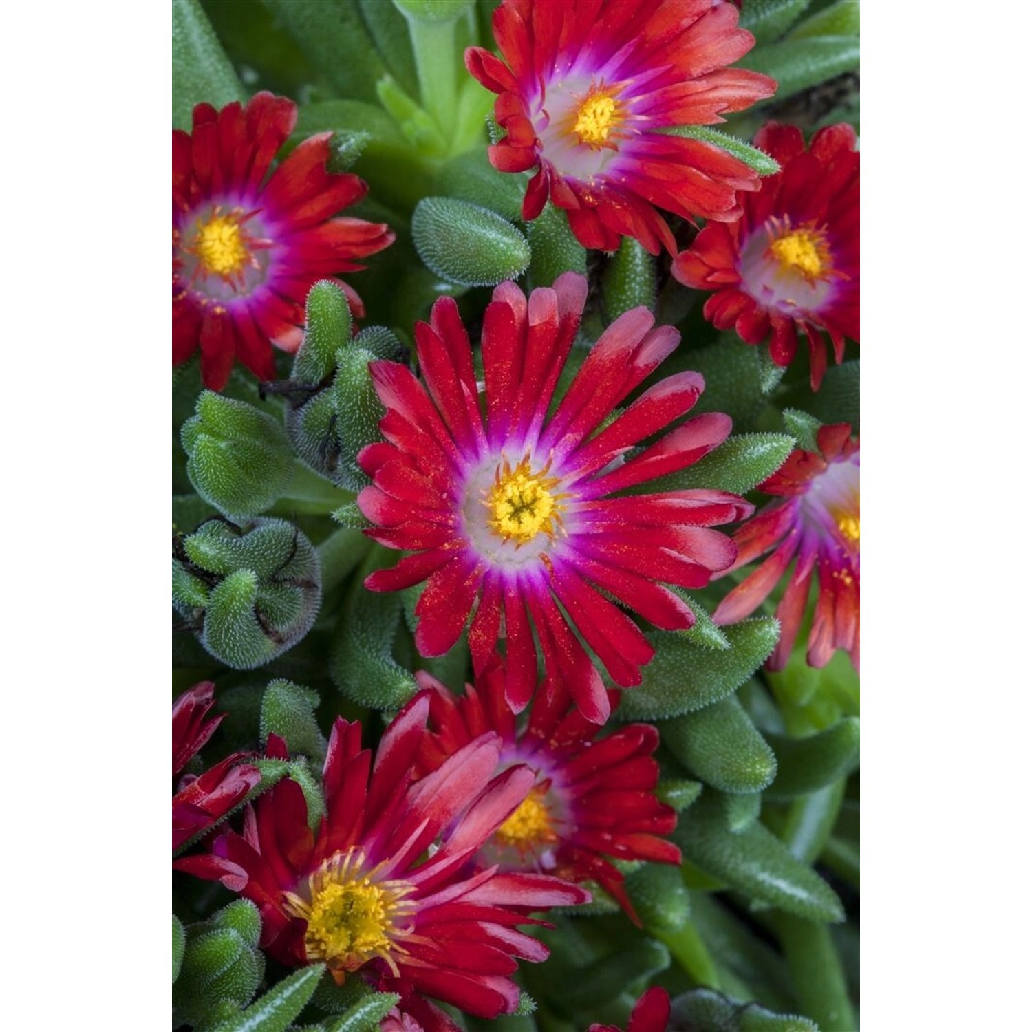 Delosperma Congestum Mittagsblume Gelb Ca. 9x9 cm Topf günstig online kaufen