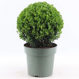 Japanische Stechpalme 'Jenny' im Topf, ca. 40-45 cm hoch, immergrüner Zierstrauch.