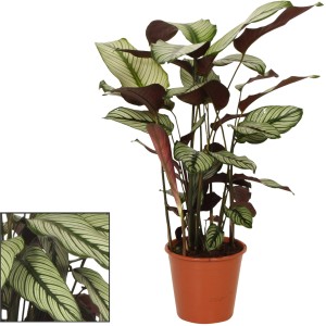 Korbmarante Whitestar (Calathea majestica) im Topf, Blätter grün-weiß gestreift, Zimmerpflanze.