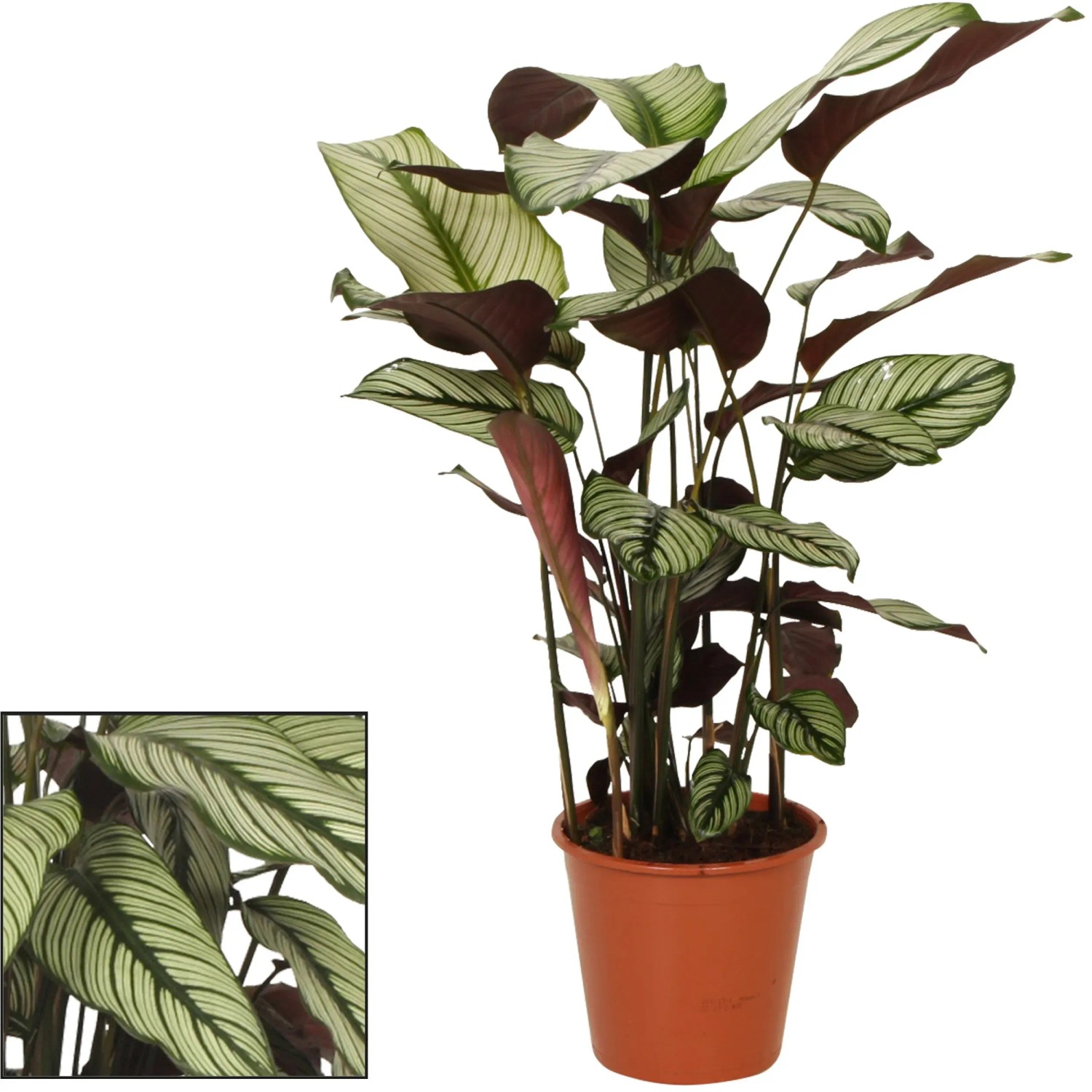 Korbmarante Whitestar (Calathea majestica) im Topf, Blätter grün-weiß gestreift, Zimmerpflanze.