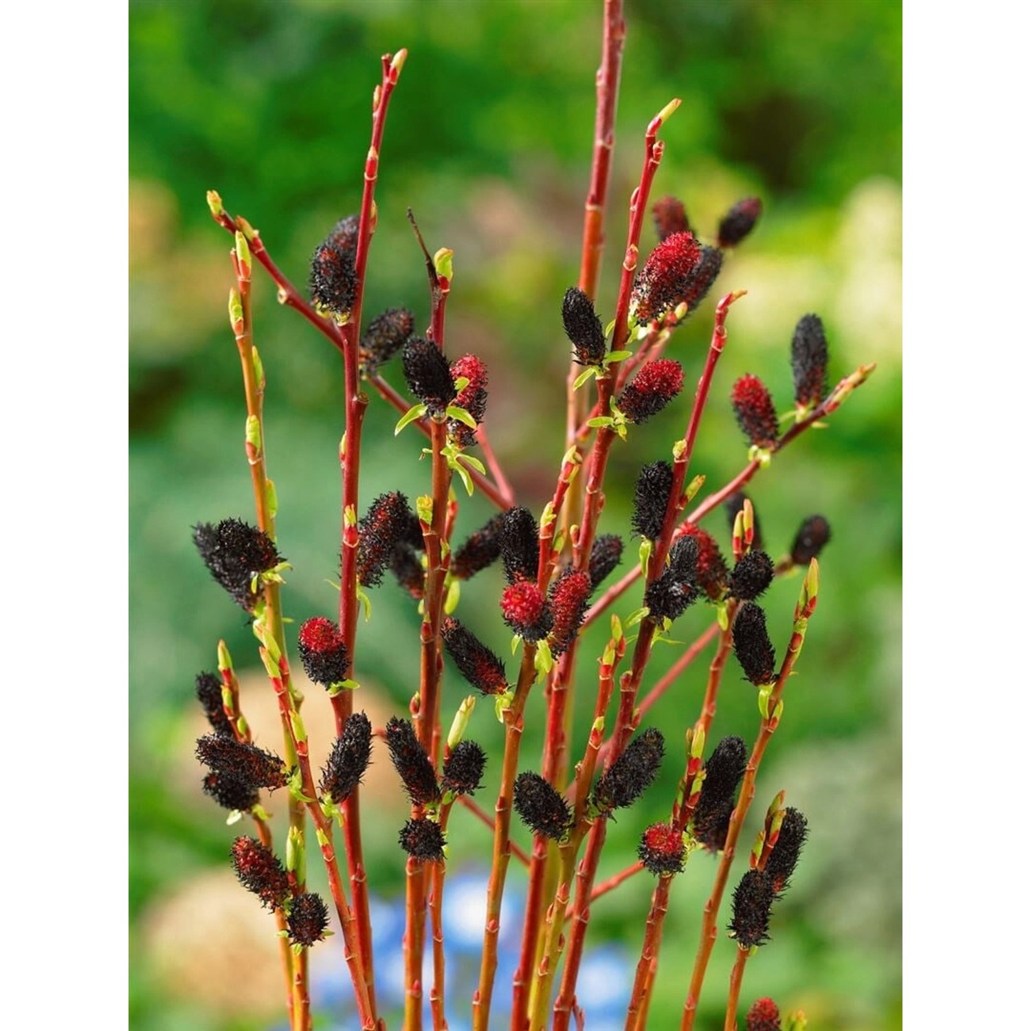 Salix Melanostachys Schwarzer Kätzchenweide 60 cm Stammhöhe günstig online kaufen