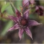 Blutauge - Comarum (Potentilla) palustris_2