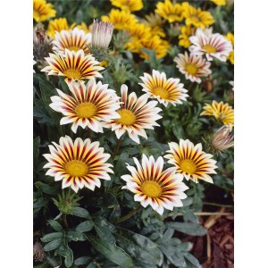 Blühende Halbstrauch-Gazanie (Gazania) im Topf mit gelb-roten Blüten.