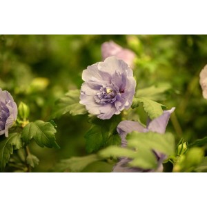 Nahaufnahme: Lavendelfarbene Blüte des Hibiscus Syriacus Gartenhibiskus.