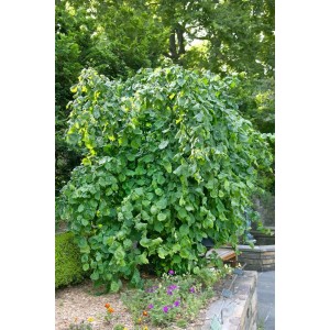Hängehasel (Corylus Avellana Pendula) mit grünen Blättern und herabhängenden Zweigen, Stammhöhe 150 cm.