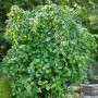 Hängehasel (Corylus Avellana Pendula) mit grünen Blättern und herabhängenden Zweigen, Stammhöhe 150 cm.