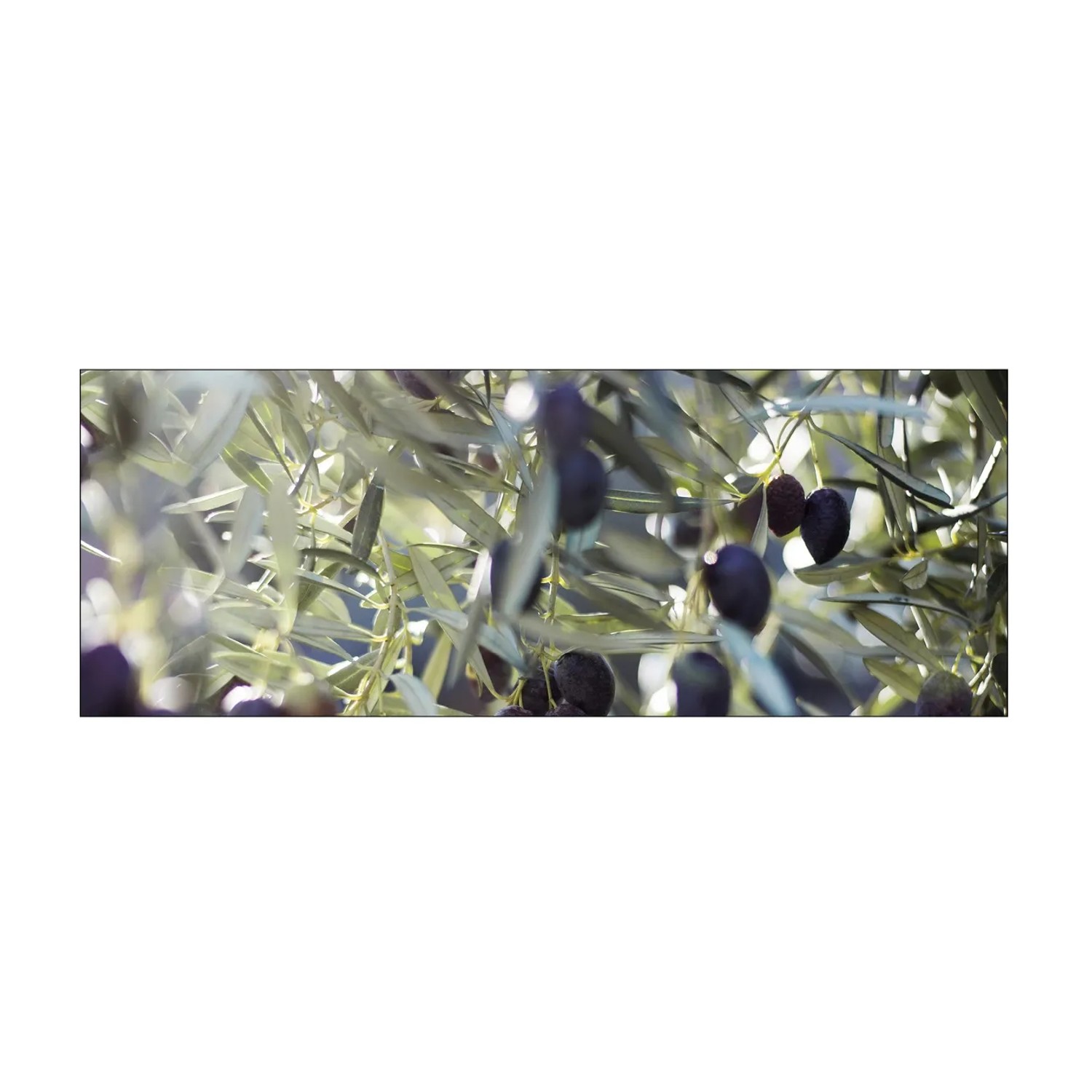 MySpotti Küchenrückwand Profix Cucina Olivenbaum 160 x 60 cm Blau-Grün