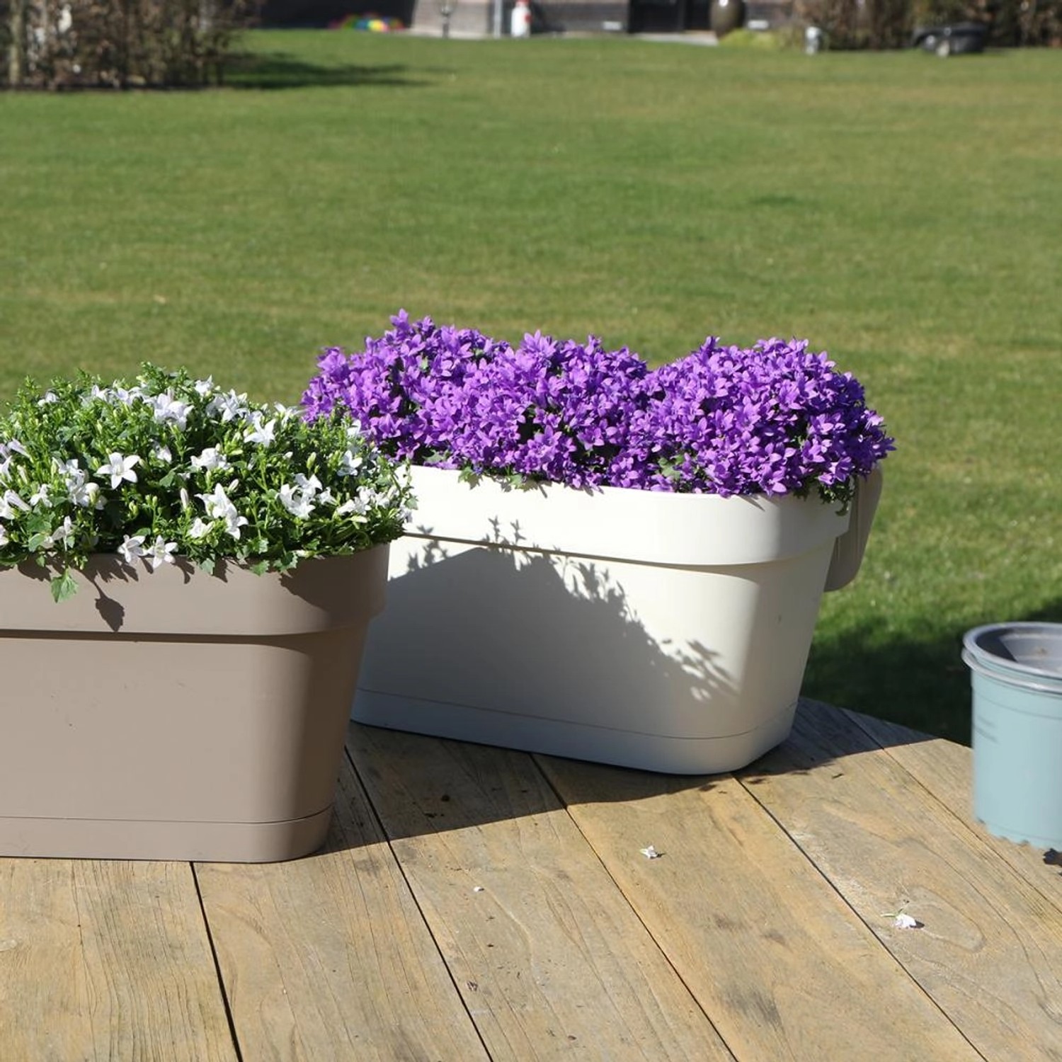 Exotenherz Campanula Addenda Glockenblume Violett Balkonkasten Weiß mit