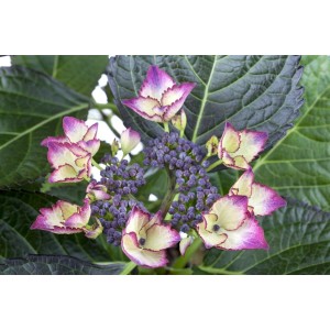 Nahaufnahme der Bauernhortensie Dark Angel mit roten Blüten und dunklem Laub.