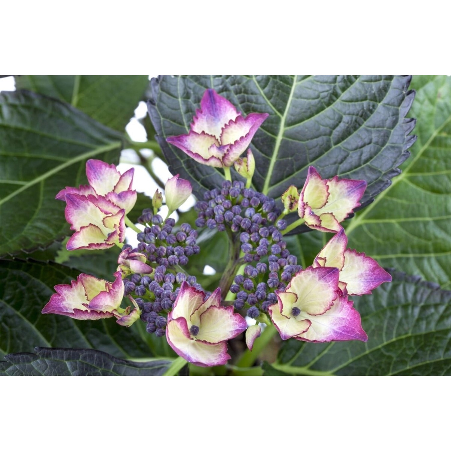 Hydrangea Mac. Bauernhortensie Dark Angel 30-40 cm günstig online kaufen