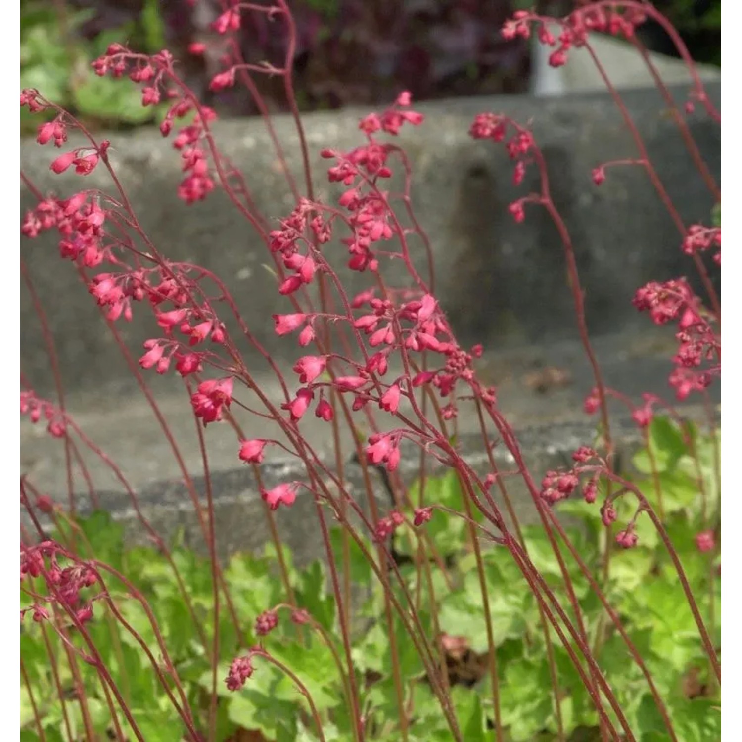 Silberglöckchen Amberosus - Heuchera cultorum