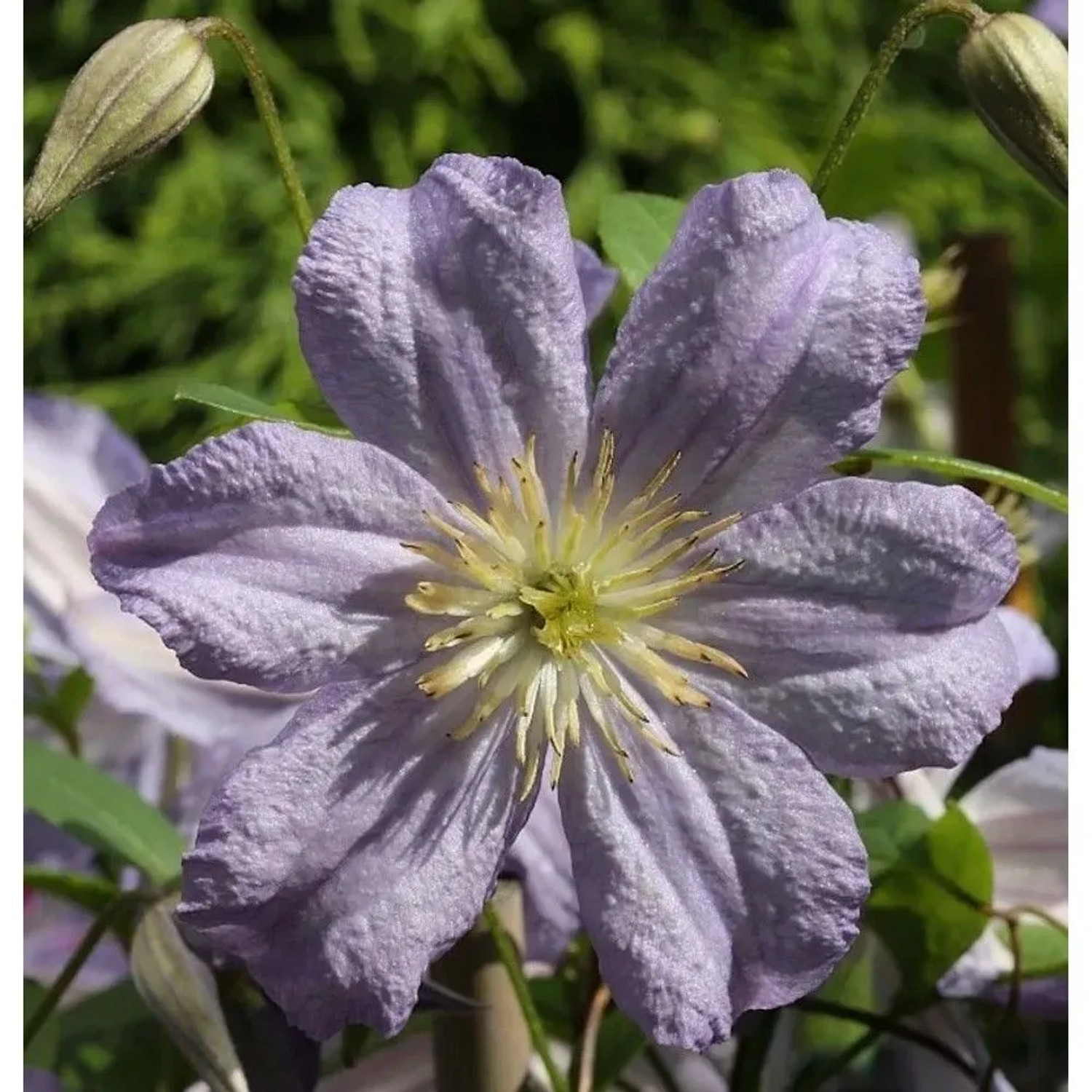Robuste Waldrebe Prince Charles 125-150cm - Clematis viticella