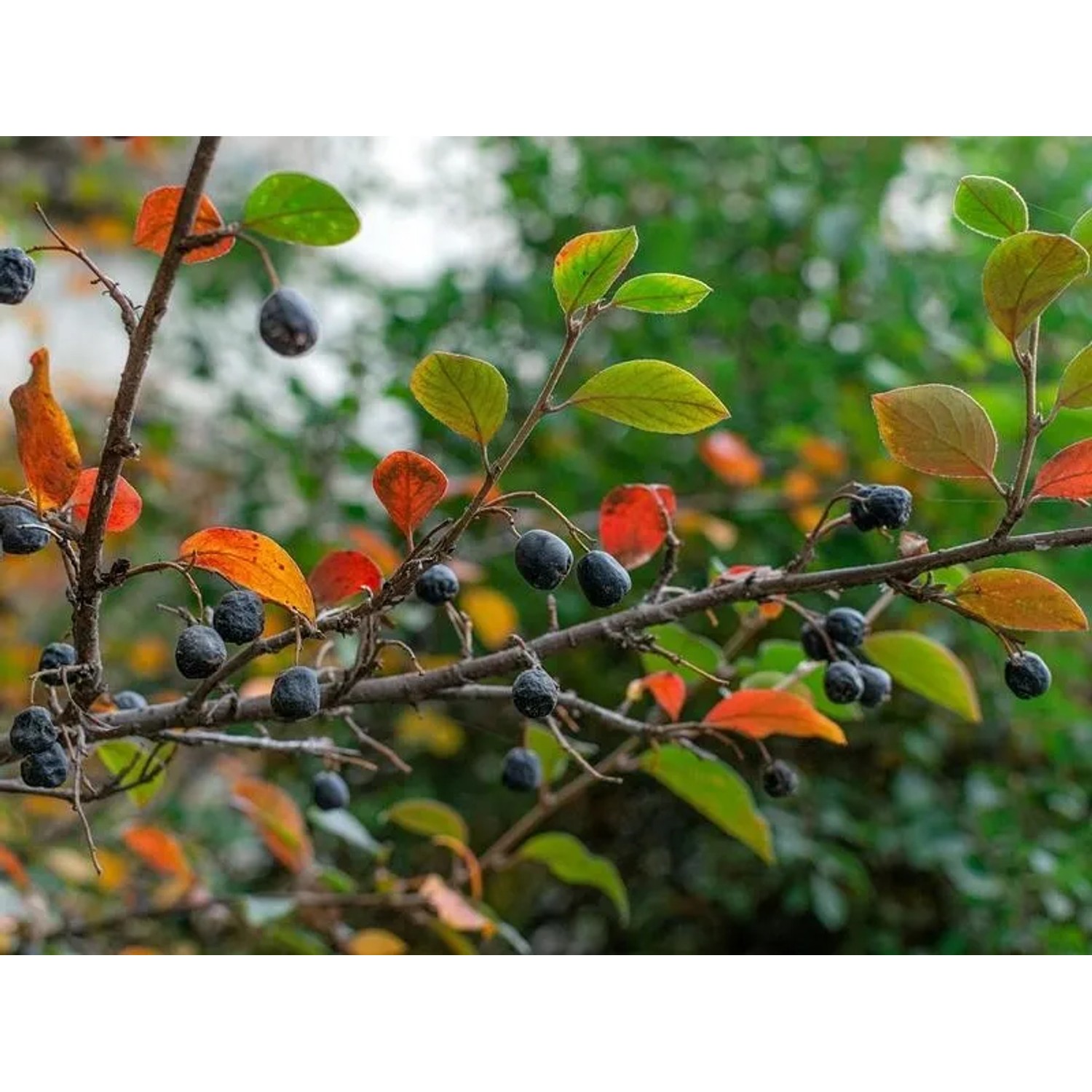 Apfelbeere Baumfink im Topf, 60-100cm, mit Beeren und Herbstlaub.
