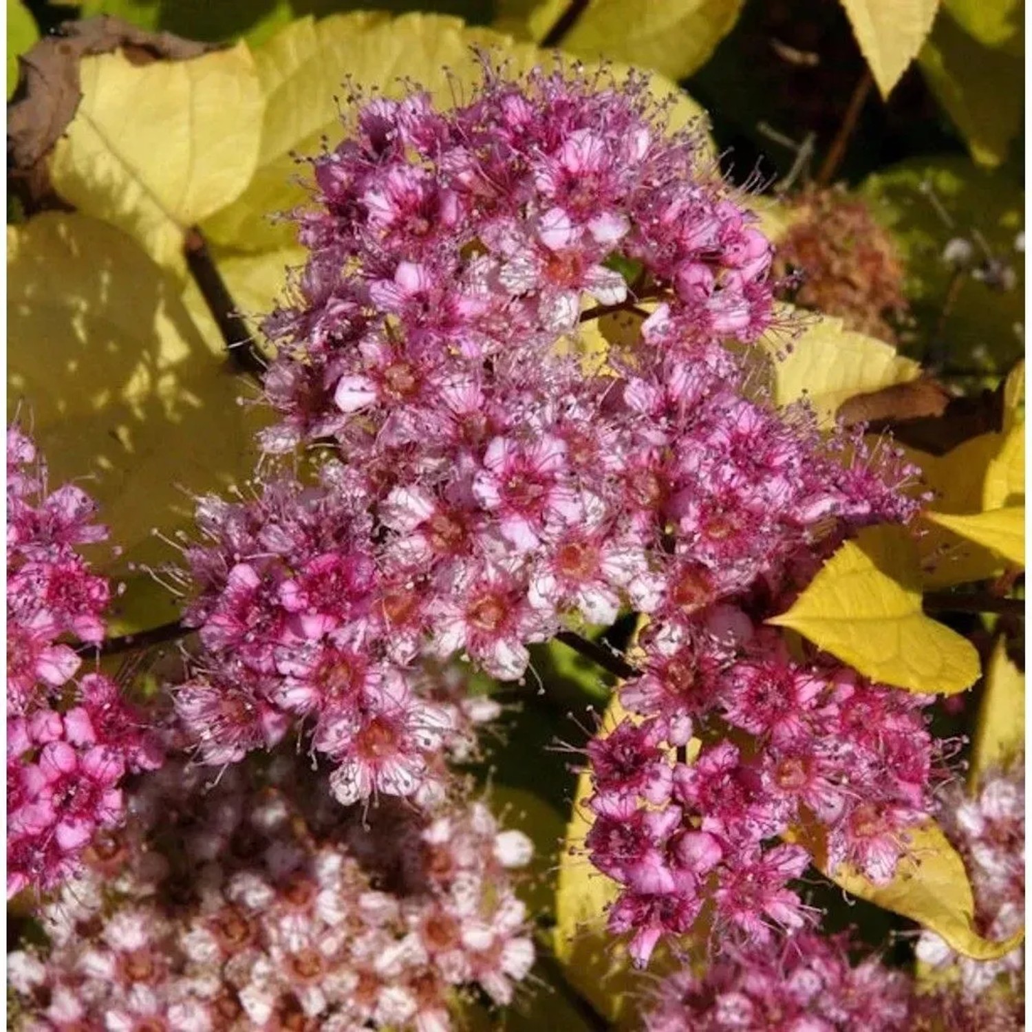 10x Schneespierstrauch Golden Princess 15-20cm - Spiraea japonica