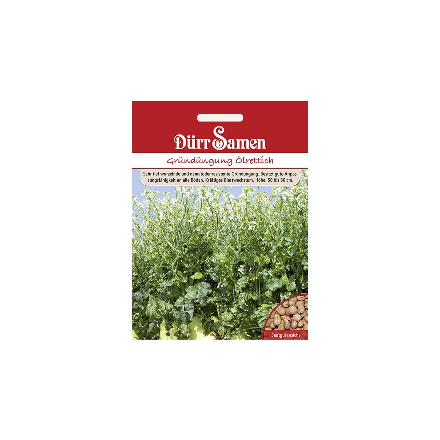 Dürr Samen Gründüngung Ölrettich 1 Kg Saatgut günstig online kaufen