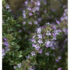 Echter Thymian Fleur Provencale mit kleinen lila Blüten und grünen Blättern. Blühende Staude für den Garten.