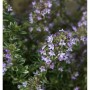 Echter Thymian Fleur Provencale mit kleinen lila Blüten und grünen Blättern. Blühende Staude für den Garten.