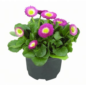 Tausendschön im Topf, verschiedene Farben, ca. 9 cm Topf-Ø, Frühjahrsbepflanzung.