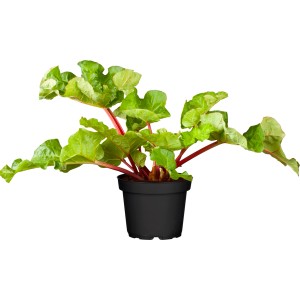 Rhabarber Pflanze im Topf, grüne Blätter und rote Stiele.